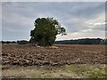 Field by Wethersfield Road