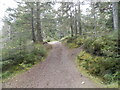 NH6270 : Forest path on Cnoc Fyrish by Douglas Nelson