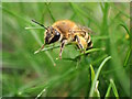 Yellow-legged Mining Bee