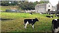 Cows in field and slurry tank at East End Farm