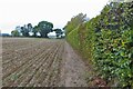 Ad Hoc footpath along the field edge