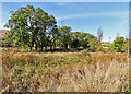 Wetland by the Ebrie Burn