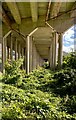 Vegetation beneath the M4 motorway