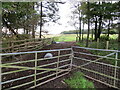 Farm access track through belt of woodland near Blackburn