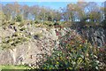 Gorse & Berries in a Quarry