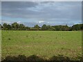 Field off Coltishall Road