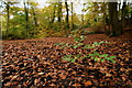 Burnham Beeches