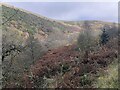 Above the Wolfehopelee Burn