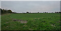 A field seen from Highfield Lane, Great Ryburgh