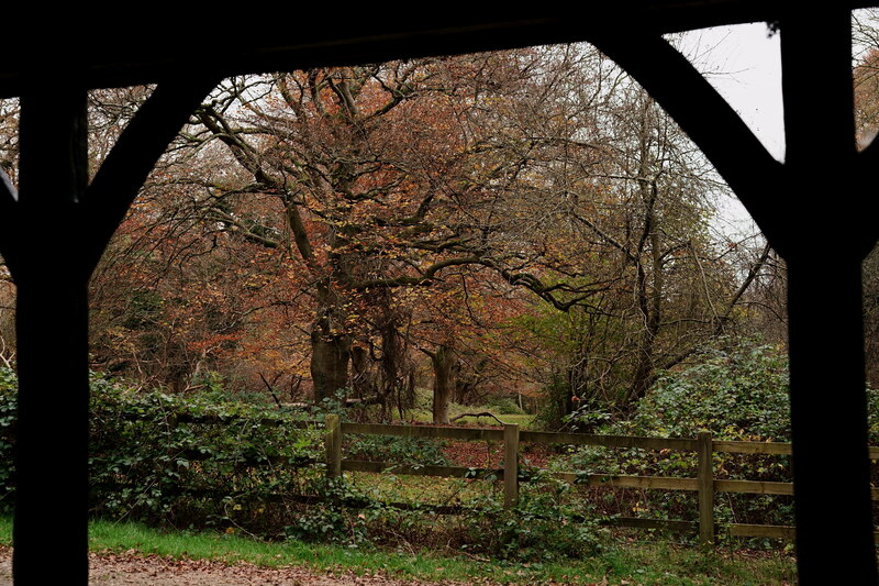 Burnham Beeches © Peter Trimming :: Geograph Britain and Ireland