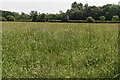 Meadow, Lower Feltham