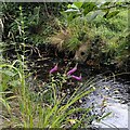 Hatchford Brook restoration, Elmdon Park