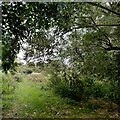 Green corridor, Elmdon Park