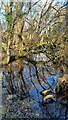 The edge of the Upper Pond, Cranbury Park