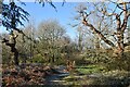 Path through woodland, Cranbury Park