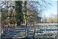 Frosty path on the edge of Cranbury Park