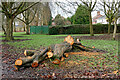 Tree remains in Bradmore Recreation Ground, Wolverhampton