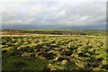 Digger working on moorland