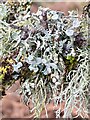 Grey lichen