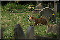 Brompton Cemetery