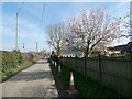 Blossom tree near the lane in March