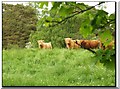 NH8910 : Highland Cows by Dorcas Sinclair