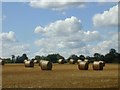 Harvested field