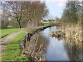 Looking west along the Fairbottom Branch Canal in Daisy Nook Country Park