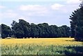 Oilseed rape field near Boveney Lock