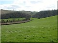 The Nore and Pollard Beech at the foot of the South Downs