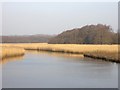 Reed beds, Lymington River