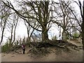 Fascinating Tree en route to Chanctonbury Ring Fort