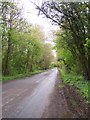 Tree-lined Road, Bushley