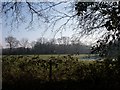 SU5414 : View across the fields towards woodland by Serena Blanchflower
