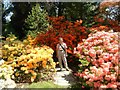 Azaleas in Hergest Croft Garden