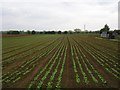 Neat rows of vegetables at Bretforton.