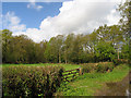 Paddock near Brimpton Common