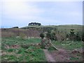 Law Hill Community Woodland