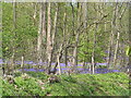 Bluebells in Bredicot Rough