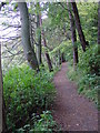 The riverside/woodland path from Rothbury to Thrum Mill.