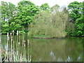 North Dalton village pond