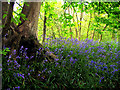 SU6069 : Bluebells in Pear Tree Copse by Pam Brophy