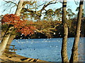 The lake at Black Park Country Park