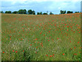 Poppy field