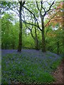 Bluebells in Purley Woods