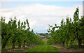 Commercial Orchards Milton Hill