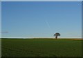 Winter sown crops, Tyrie.