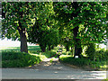 SU5475 : Chestnut trees at Manstone Farm Entrance by Pam Brophy