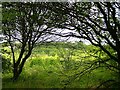 Disused Chalk Pit