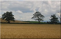 NT0385 : Wheat fields, Bullions by Richard Webb